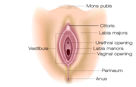 girls vulva