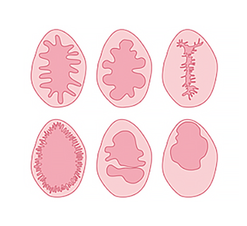 Virgina Sizes And Shapes