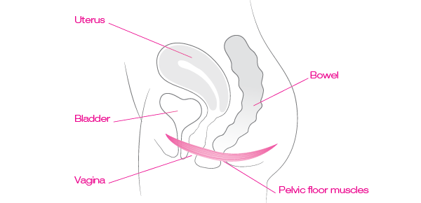 diagram of pelvic floor's position in the body