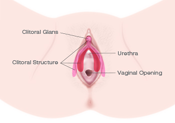 clitoris structure diagram