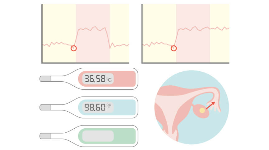 Basal-Thermometers