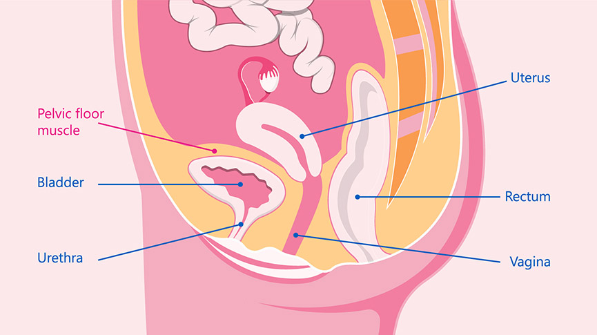 Cuáles son las funciones del suelo pélvico