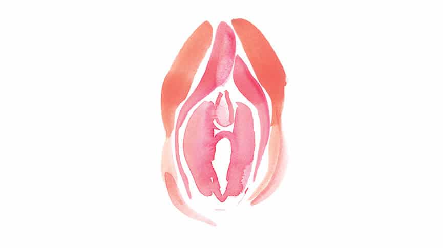 La vagina y la vulva