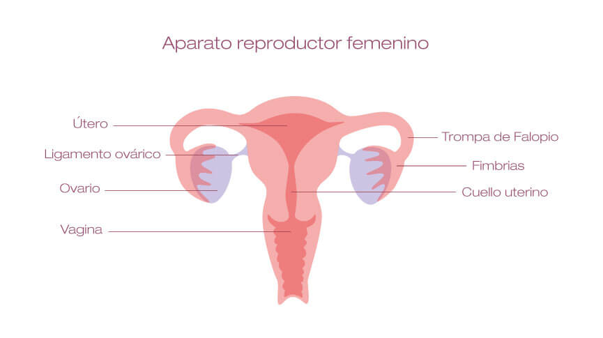 Para que sirve el cervix