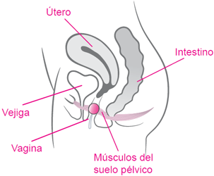 novedades_laselle_vagina
