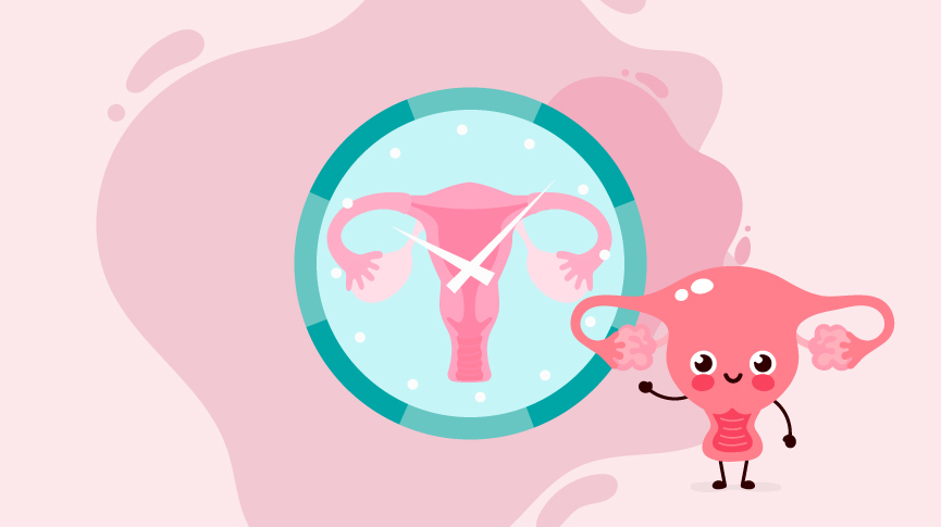 Etapas del ciclo menstrual en la vida de la mujer